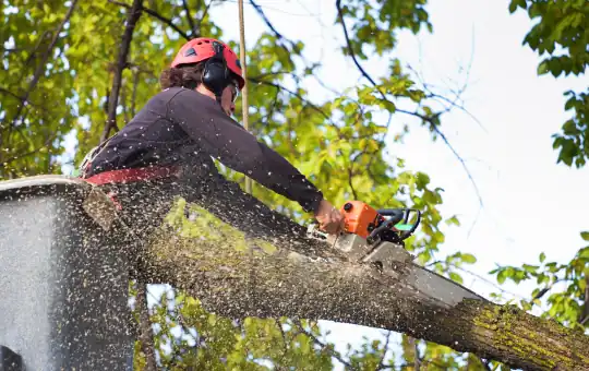 Tree Services